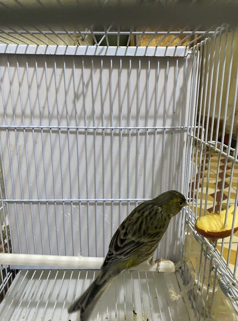 Couple canaris