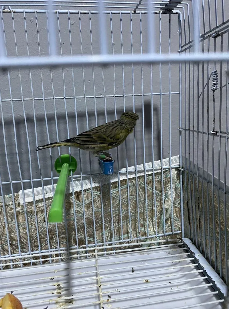 Oiseau canari