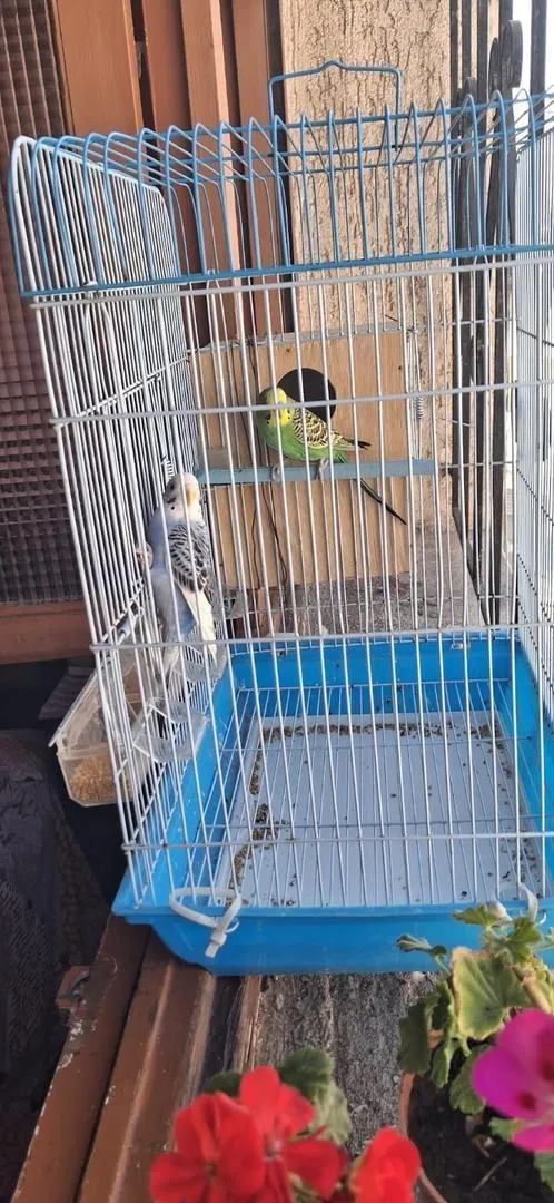Perruches, jeune et mâle, avec cage et tout le nécessaire