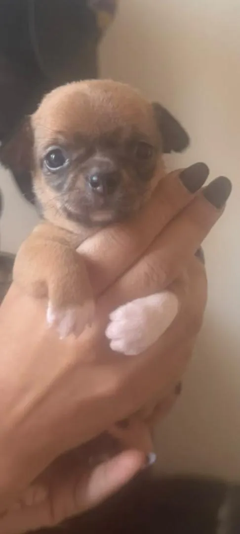 Chihuahua toy