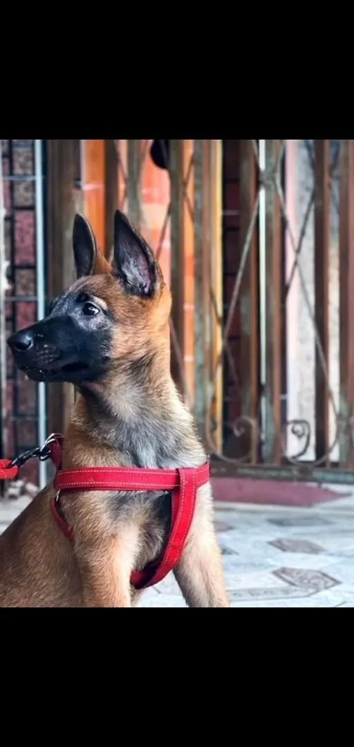 Chien Malinois mâle 2 mois vacciné