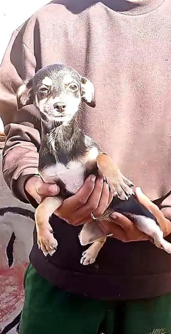 chiots ADOPTION
