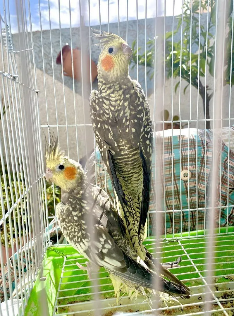 Perroquets Cockatiel à vendre