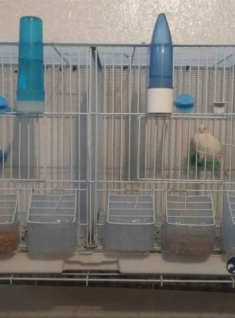 Grande cage avec femelle canari