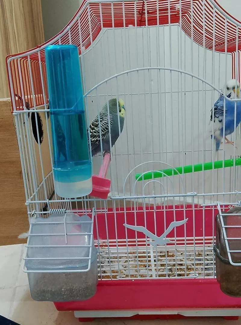 Oiseaux perruches