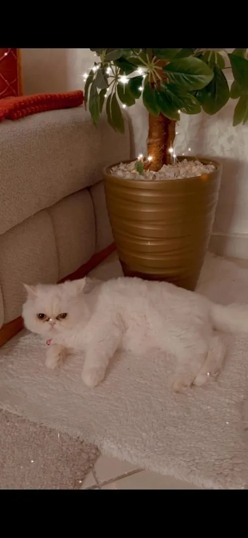 Chatte Persane authentique en bonne santé