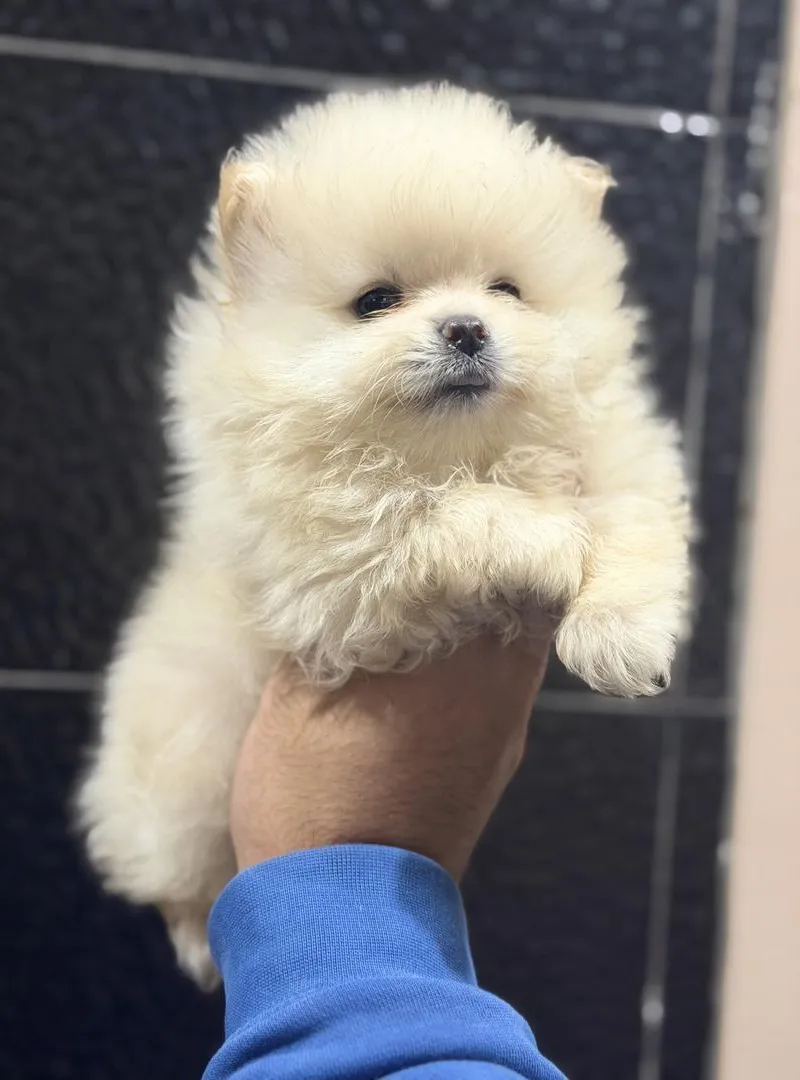 Spitz Nain Loulou de Poméranie