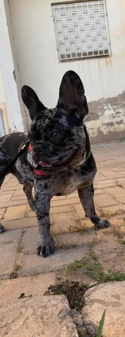 Bouledogue français merle couleur exotique rare
