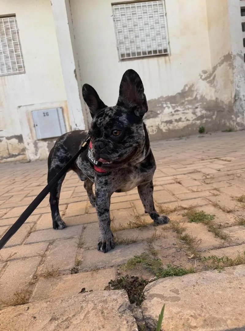 Bouledogue français merle couleur exotique rare
