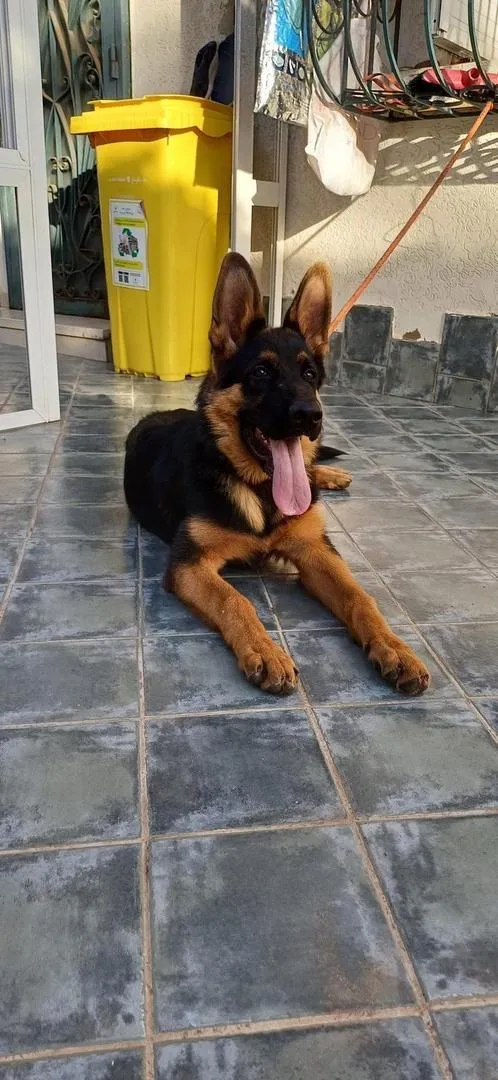 Chiot Berger Allemand de 7 mois Semi pedigree.