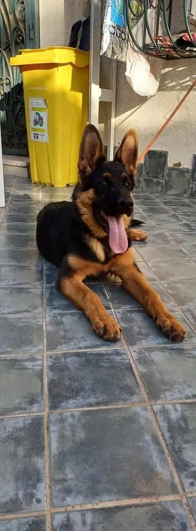 Chiot Berger Allemand de 7 mois Semi pedigree.