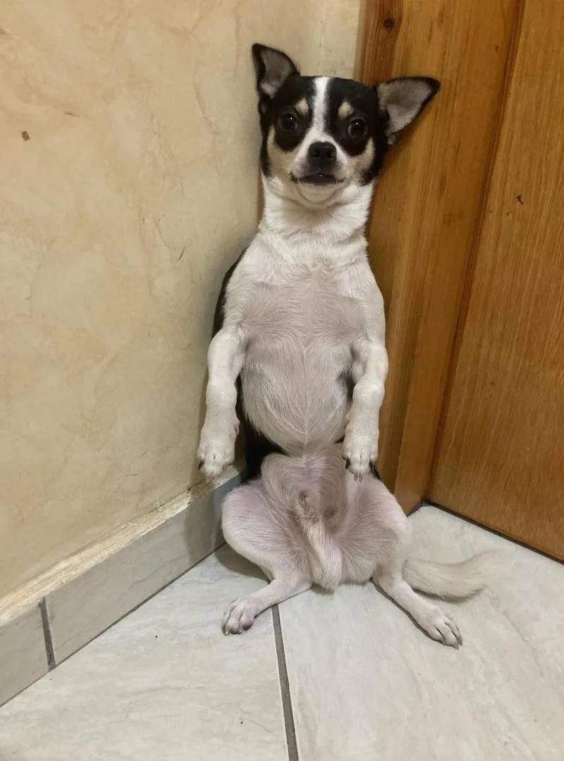 Chien nommé Oreo à vendre