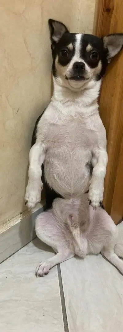 Chien nommé Oreo à vendre