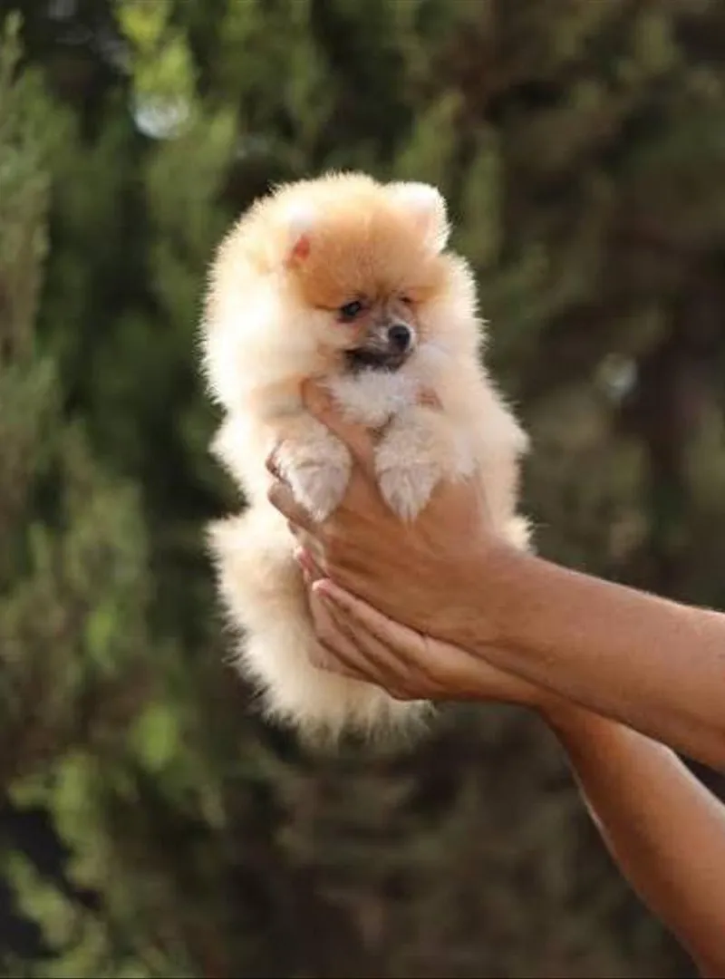 Spitz nain chiot toy