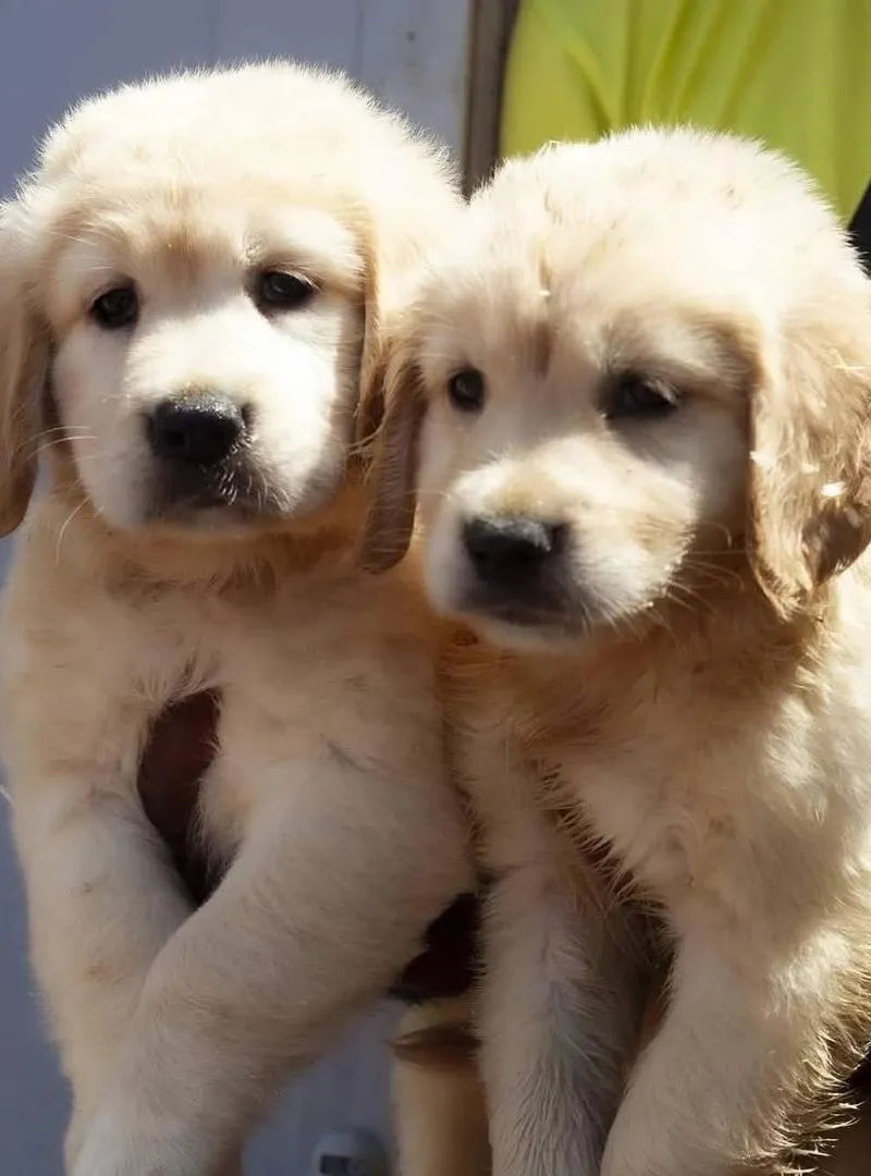 Chiot Golden Retriever