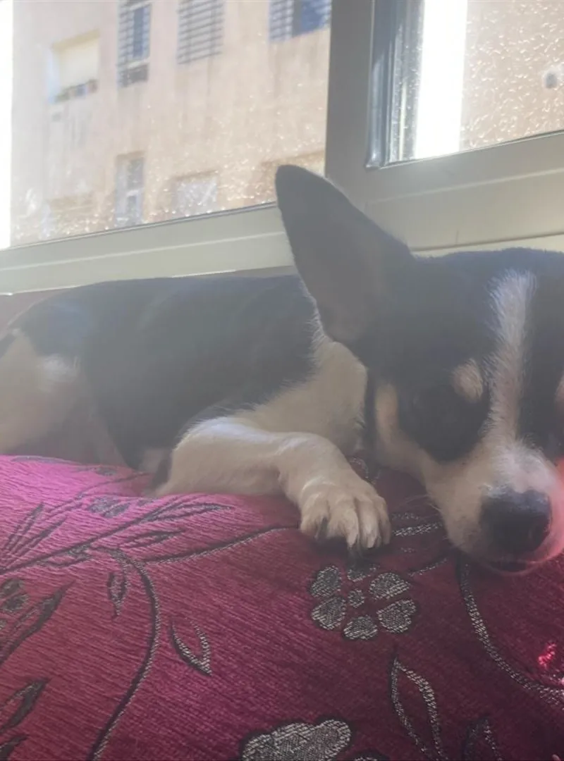 Vente de chien Rigi Taba