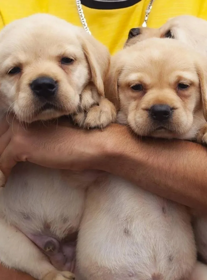 Chiot Labrador Sable