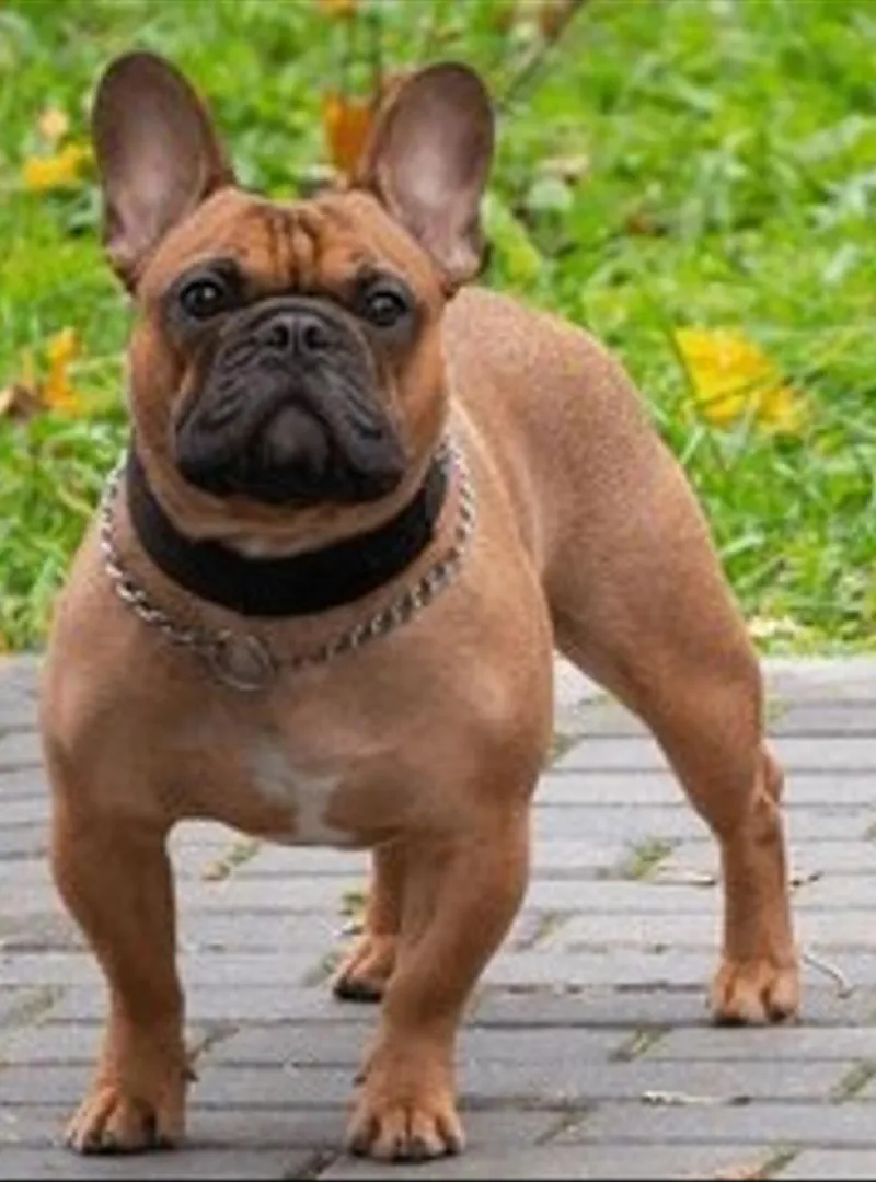 Bouledogue français
