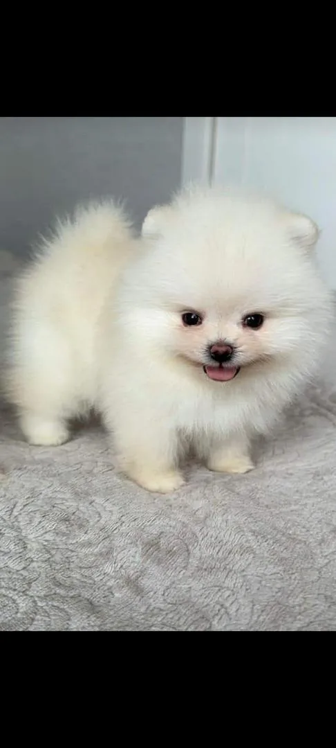 Spitz Pomeranian