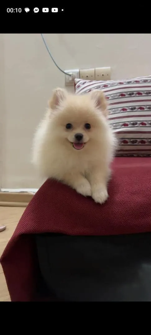 Spitz Pomeranian