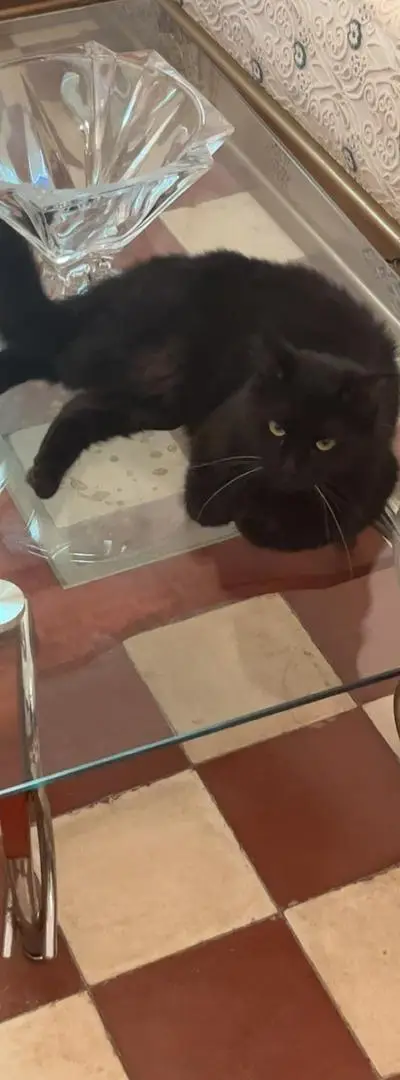 Chatte Habboba à adopter