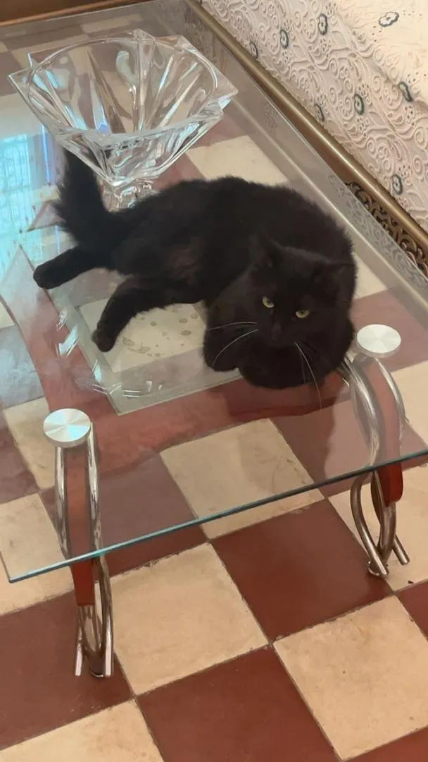 Chatte Habboba à adopter
