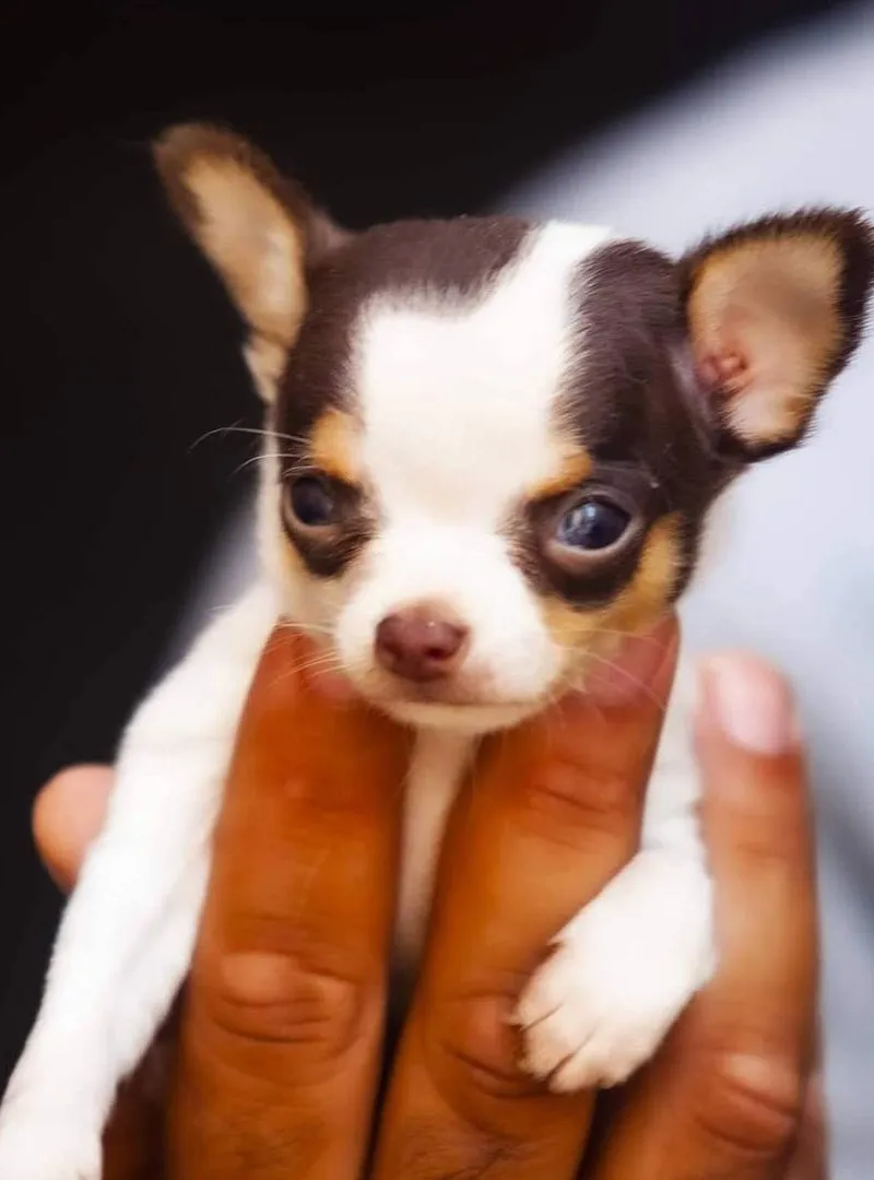 Chiot chihuahua mâle