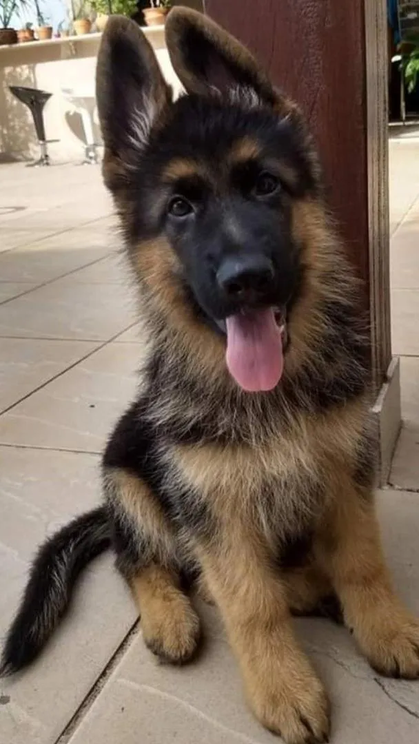Magnifique portée de Berger Allemand pedigree