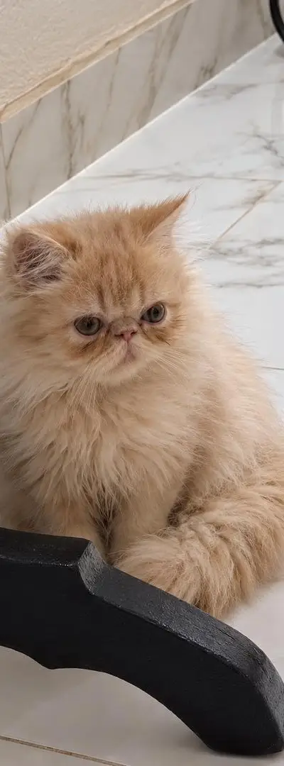chat persan