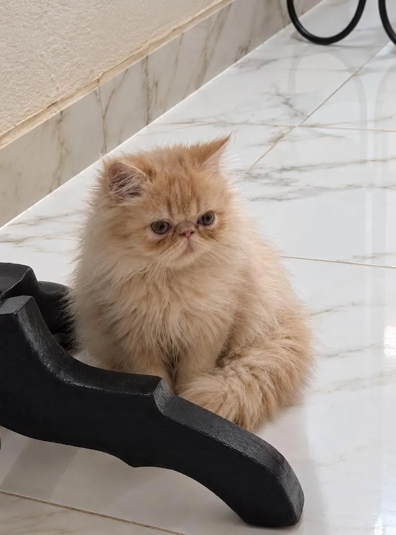chat persan