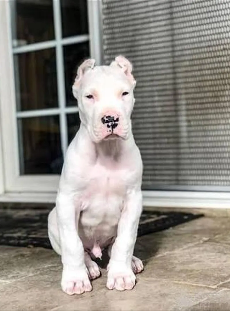 Chiot femelle Dogo Argentino