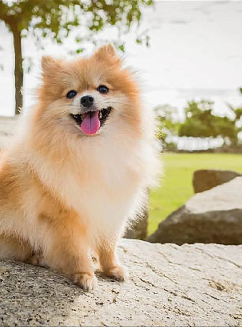 Spitz nain