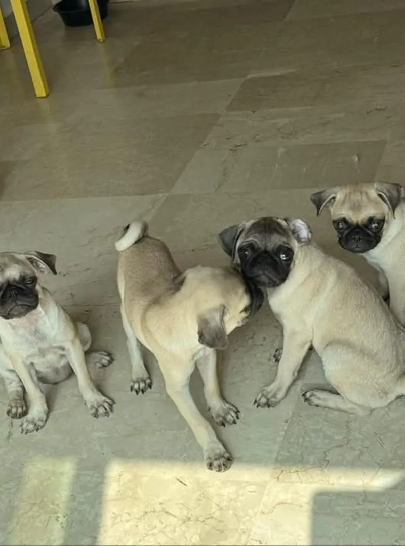 Chiot Carlin