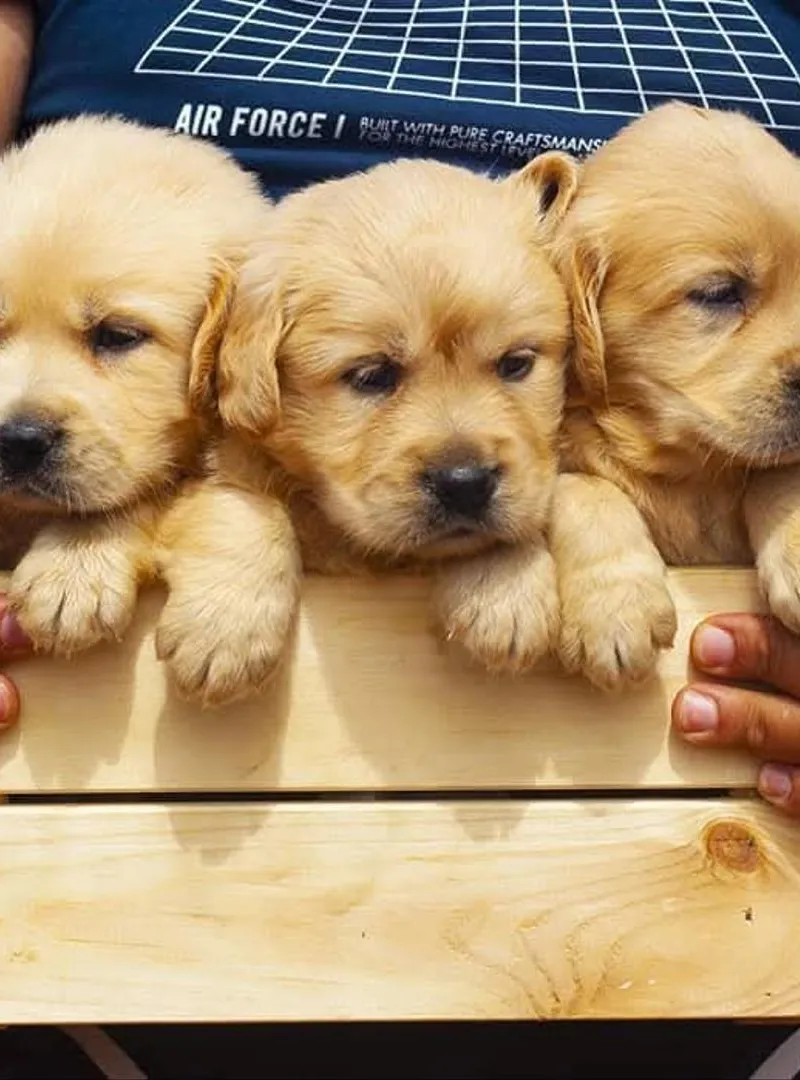 Chiot Golden Retriever