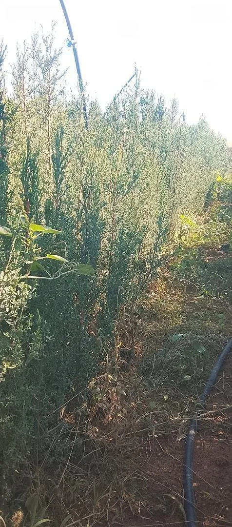 Cyprès Leyland Chibri - Livraison Partout Maroc