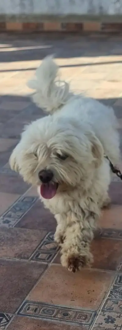 Bichon à vendre