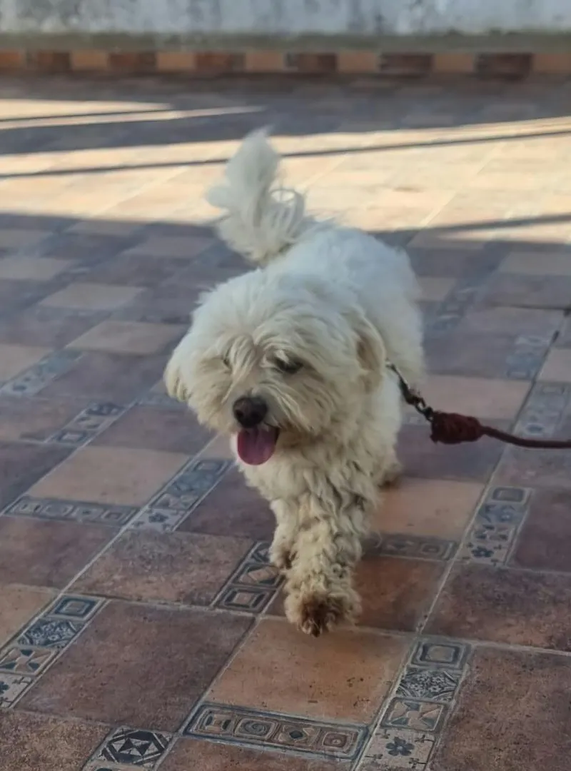 Bichon à vendre