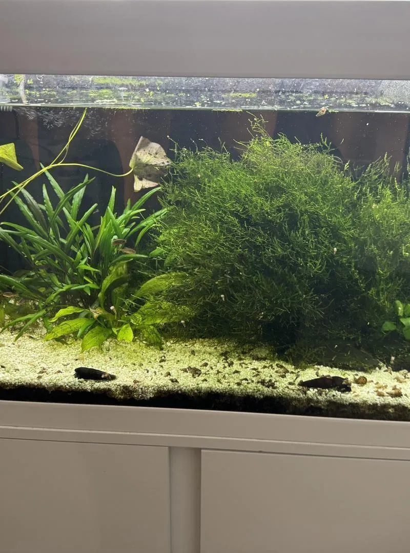 Aquarium aménagé et Meuble (EHEIM) 