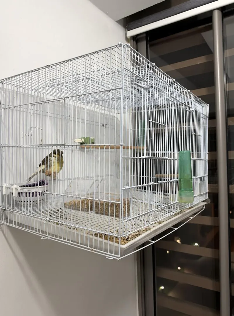 Cage avec séparation avec Gloster mâle