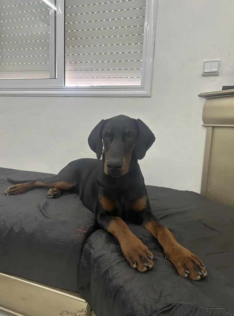 Dobermann de 6 mois avec pedigree