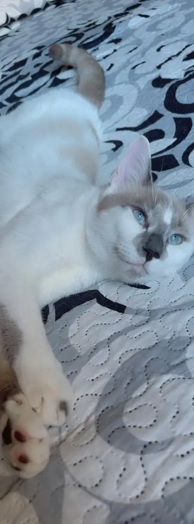 Chats à adopter