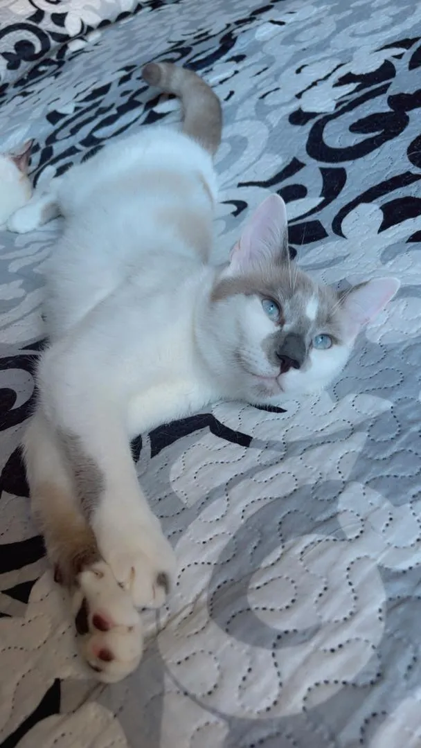 Chats à adopter
