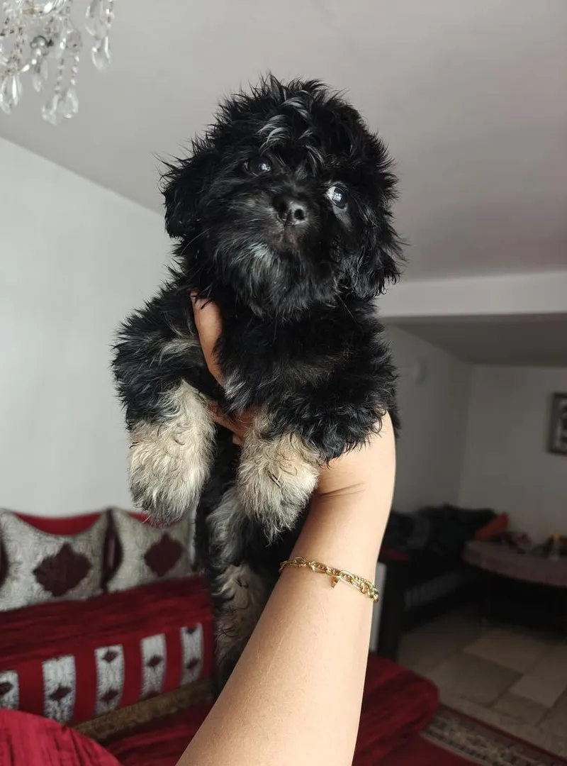Bichon Havanais