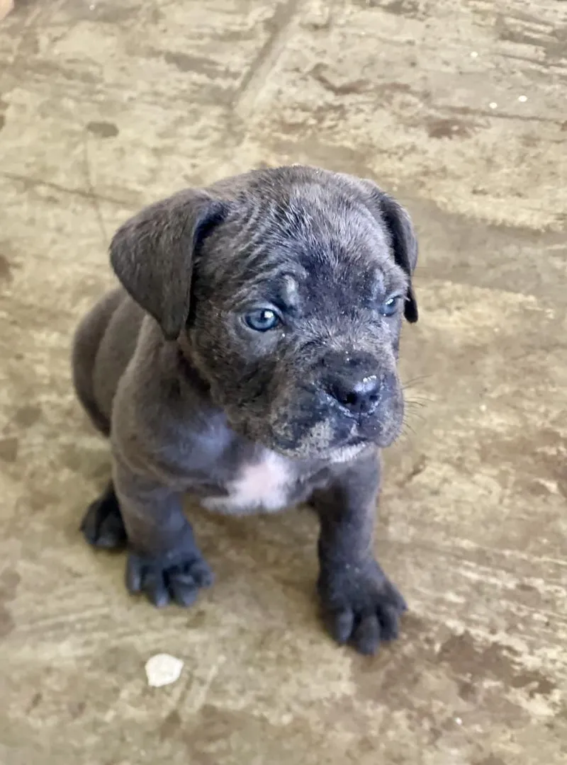 Femelle Cane Corso Gris bringé