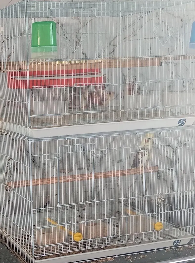 Grandes cages pour oiseaux
