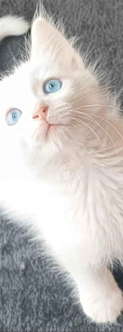 CHAT RAGDOL TURC