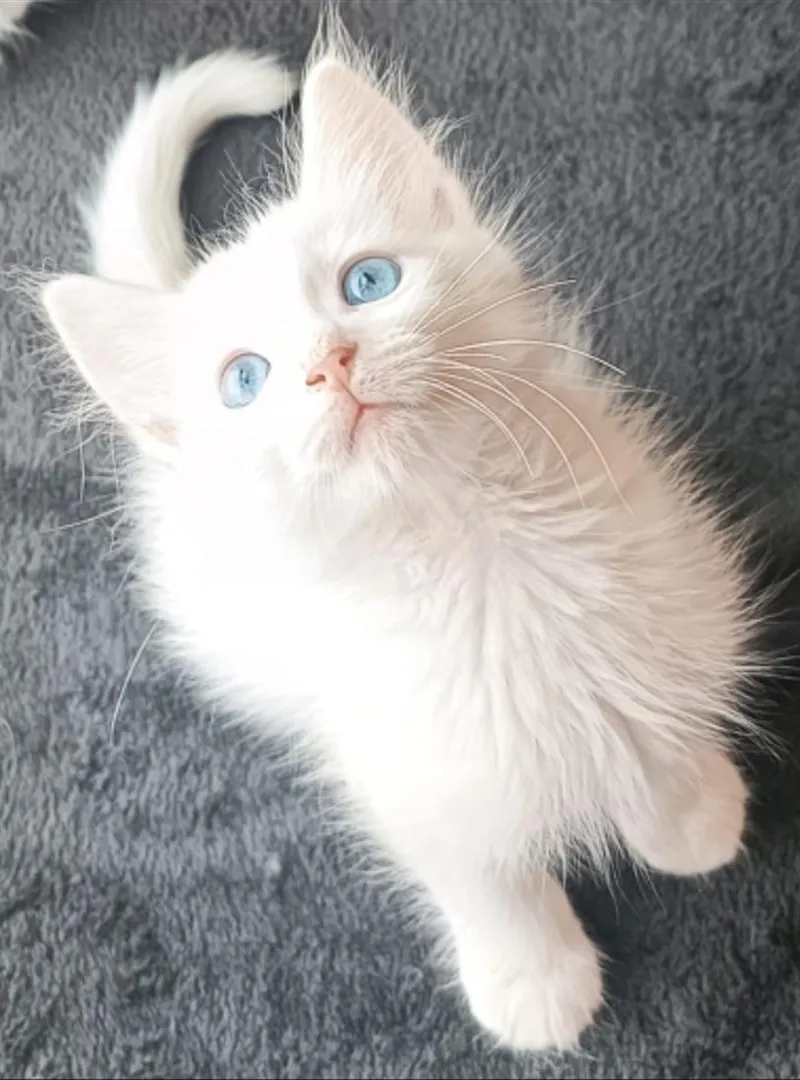 CHAT RAGDOL TURC