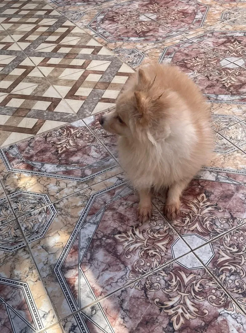 Chien 🐶 à vendre