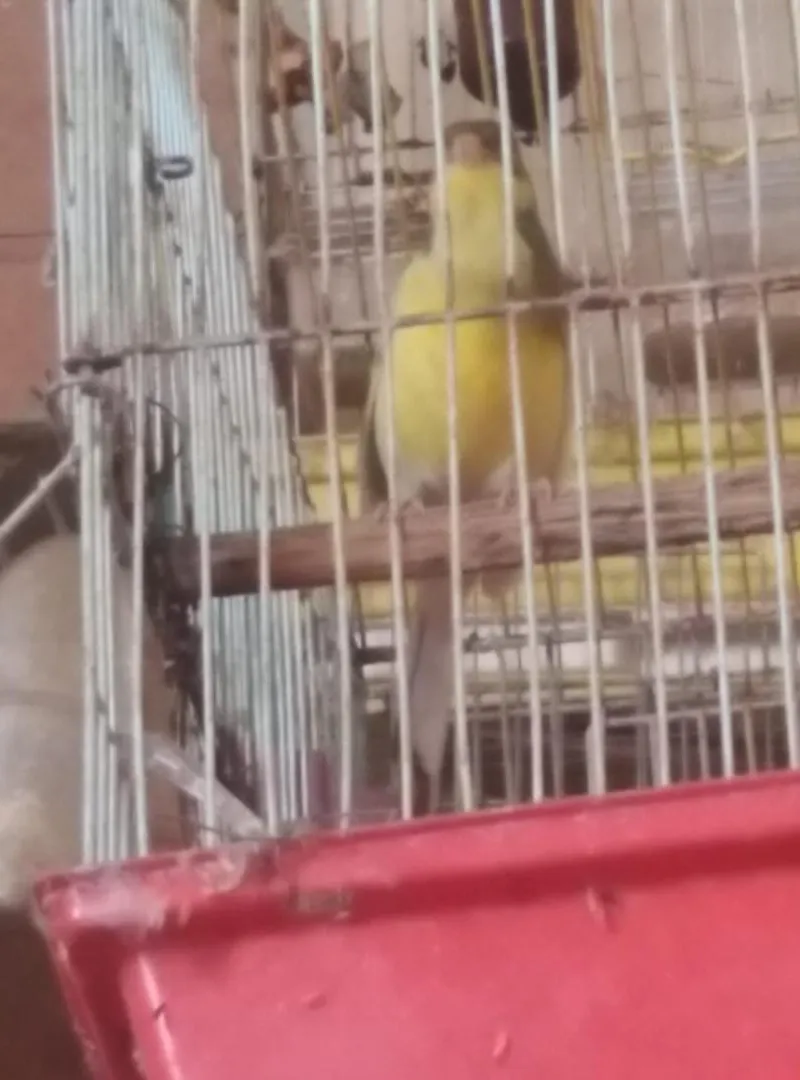 Canari mâle prêt à vendre