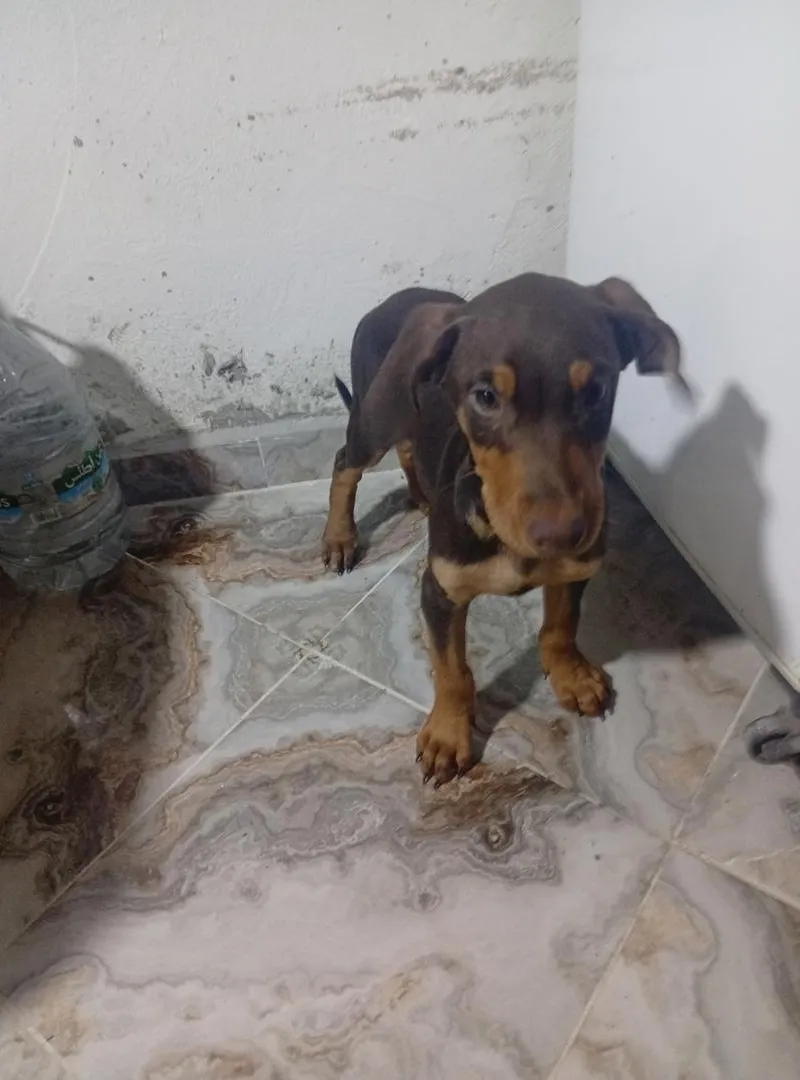 Doberman